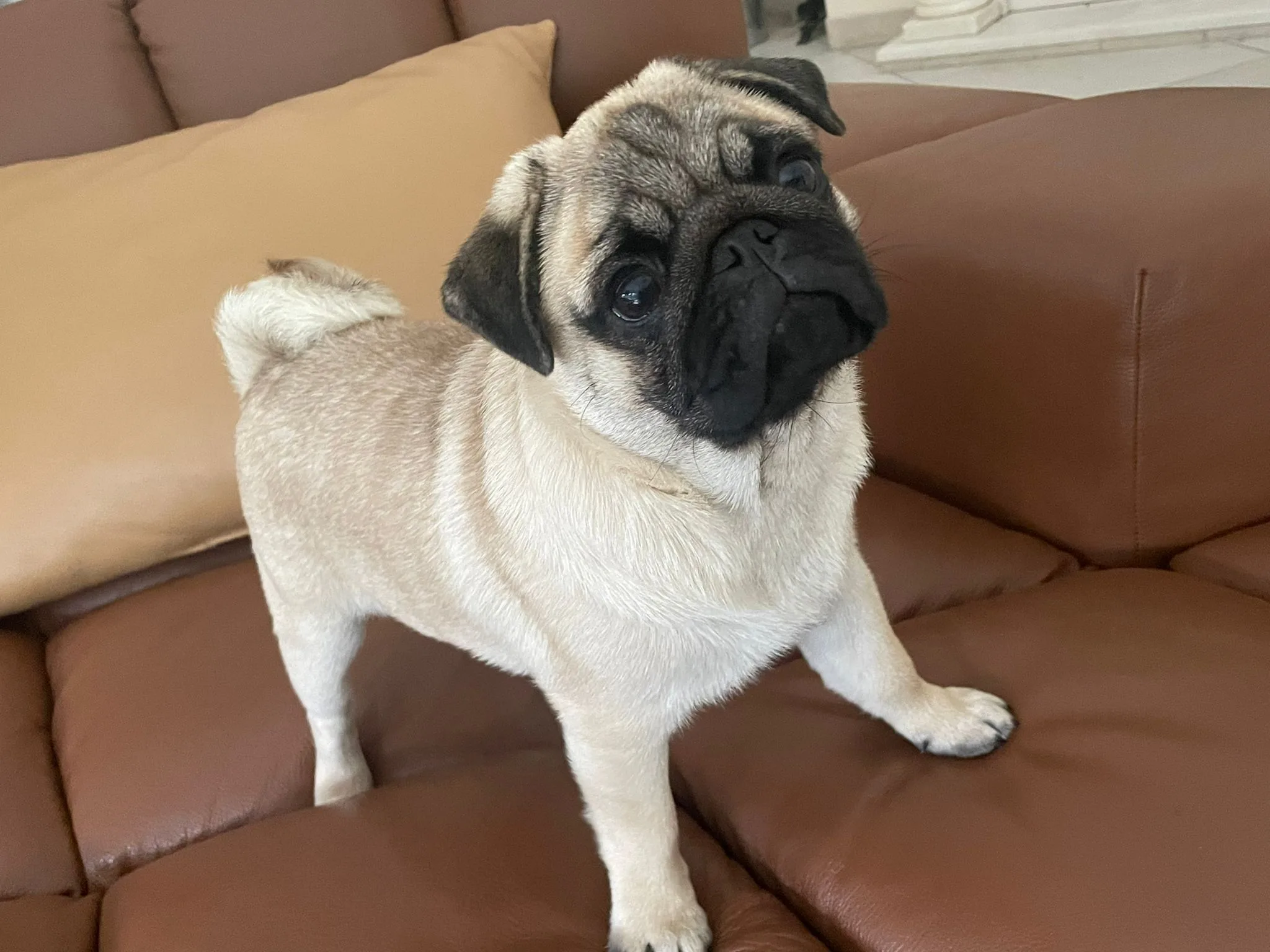 Alonso, unser Mops