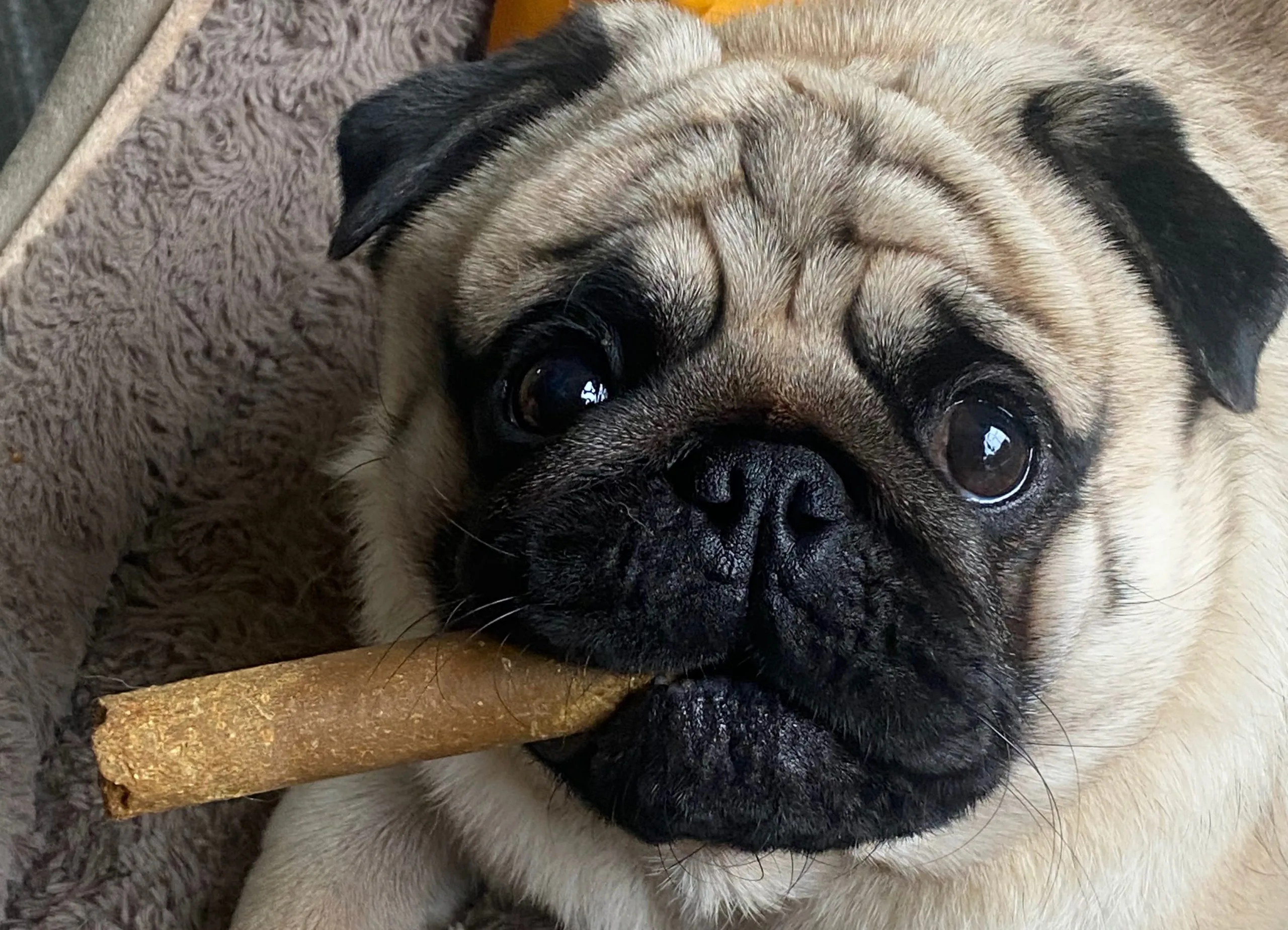 Mops mit typisch faltigem Gesicht